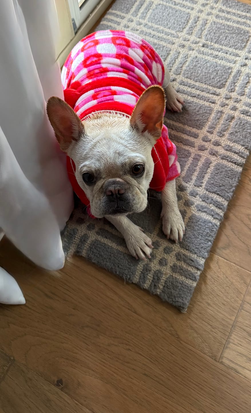 Customer photo review of Lollipop Latte Dream - Adventure Harness