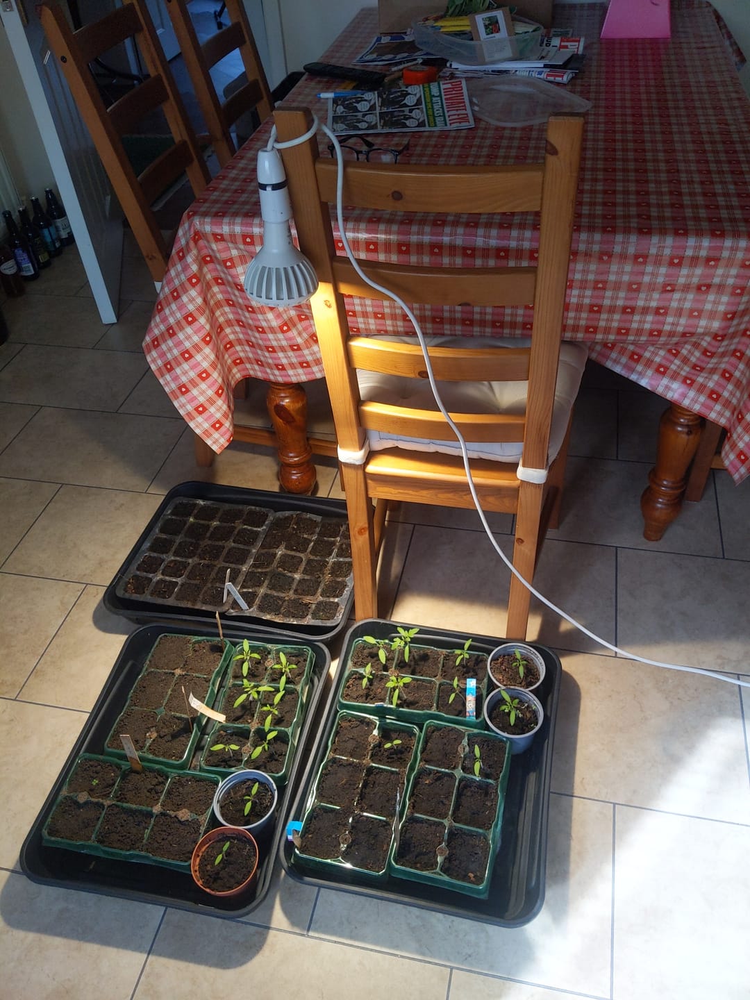 Customer photo review of Pianta Grow Light LED Bulb