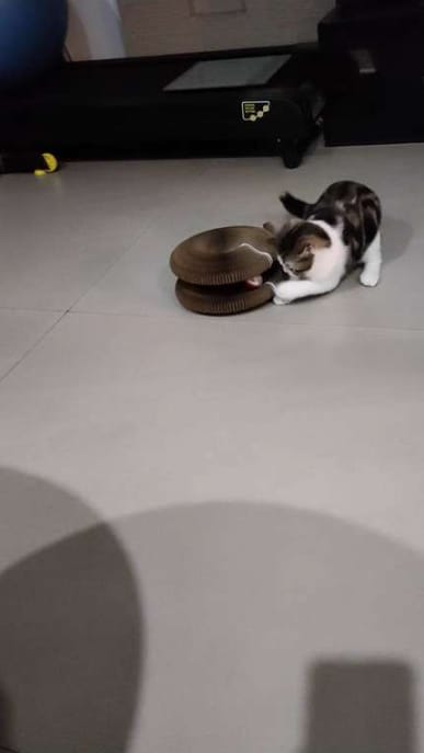 Customer photo review of Pawflex™ Paw Relief