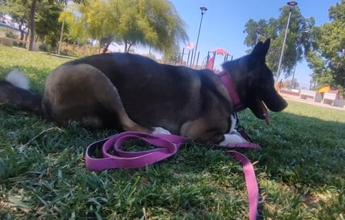 Customer photo review of Correa Larga para Perros - Tactic | 3 mts | Pink