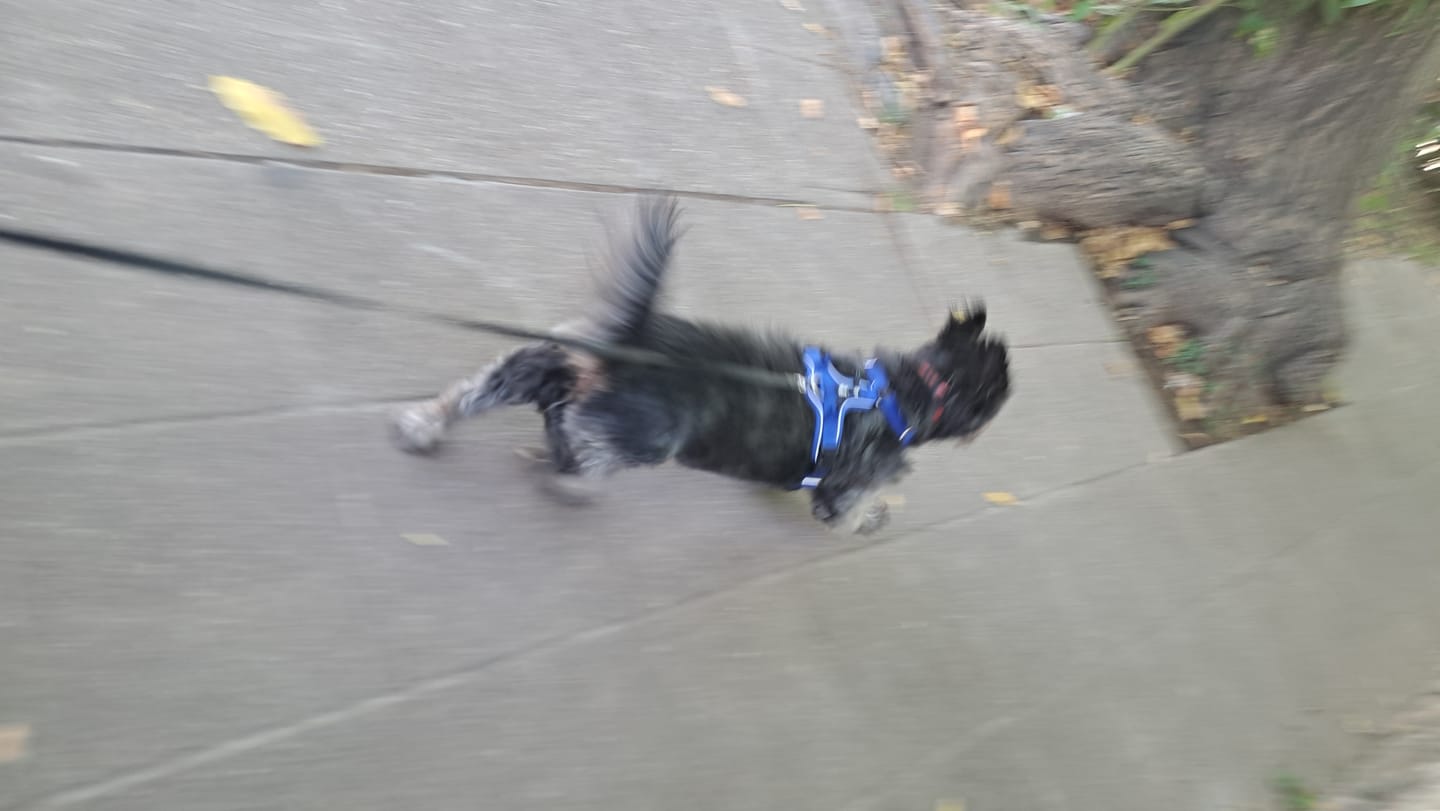 Customer photo review of Arnés Aerosport para Perros - Street Dogs - Blue