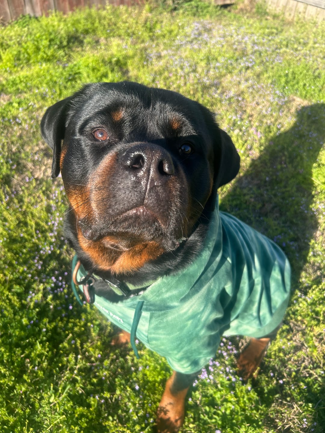Customer photo review of Velvet Dog Hoodie - Emerald Green
