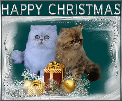 Customer photo review of All-Rounder Scented Cat Litter (W225) 10KG