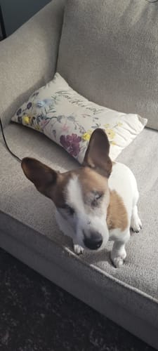 Customer photo review of Bestie Balance