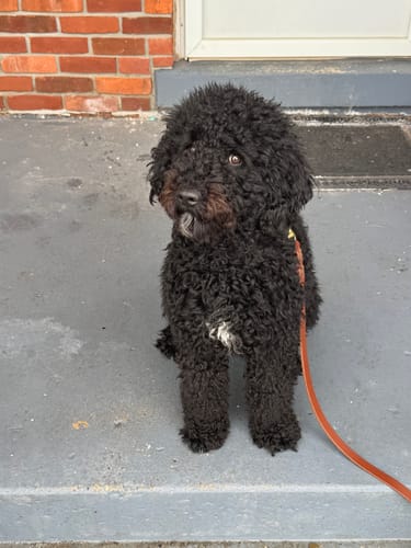 Customer photo review of Mahogany - Classic Leather Dog Collar