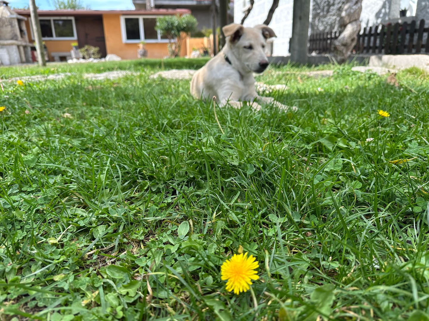 Customer photo review of Grain Free Puppy Salmon & Turkey