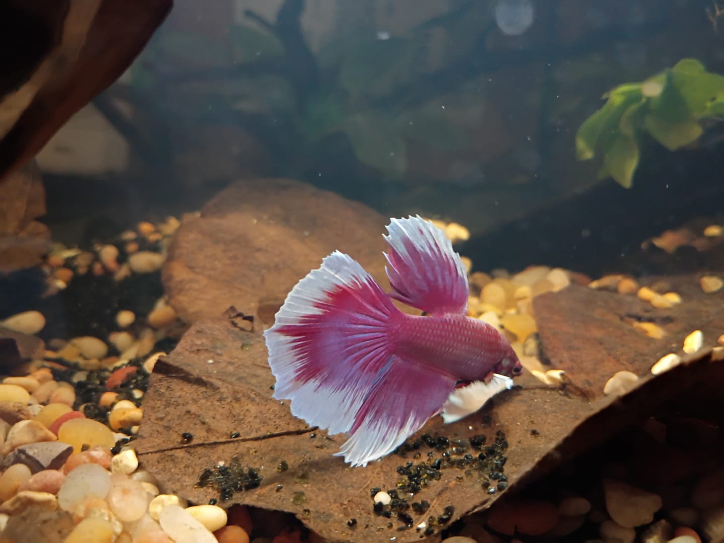 Customer photo review of Dumbo Lavender Halfmoon Male Betta Fish