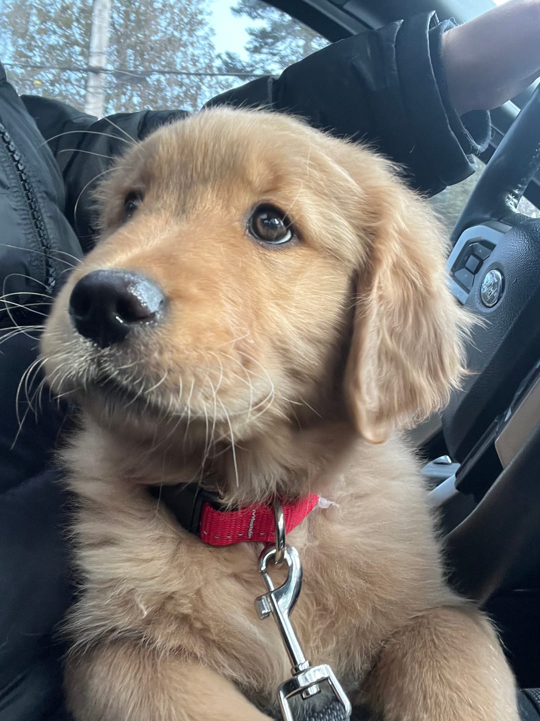 Customer photo review of Horizon Taiga - Nourriture pour chien économique 35 lbs