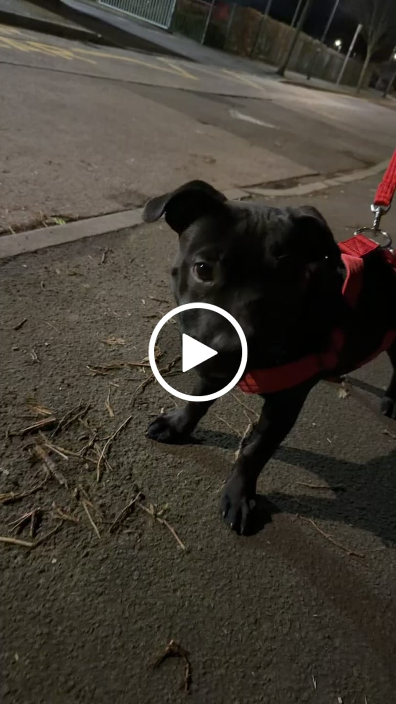 Customer video review of Training Anti Pull TRI-Harness® | M-XL Breeds - Red