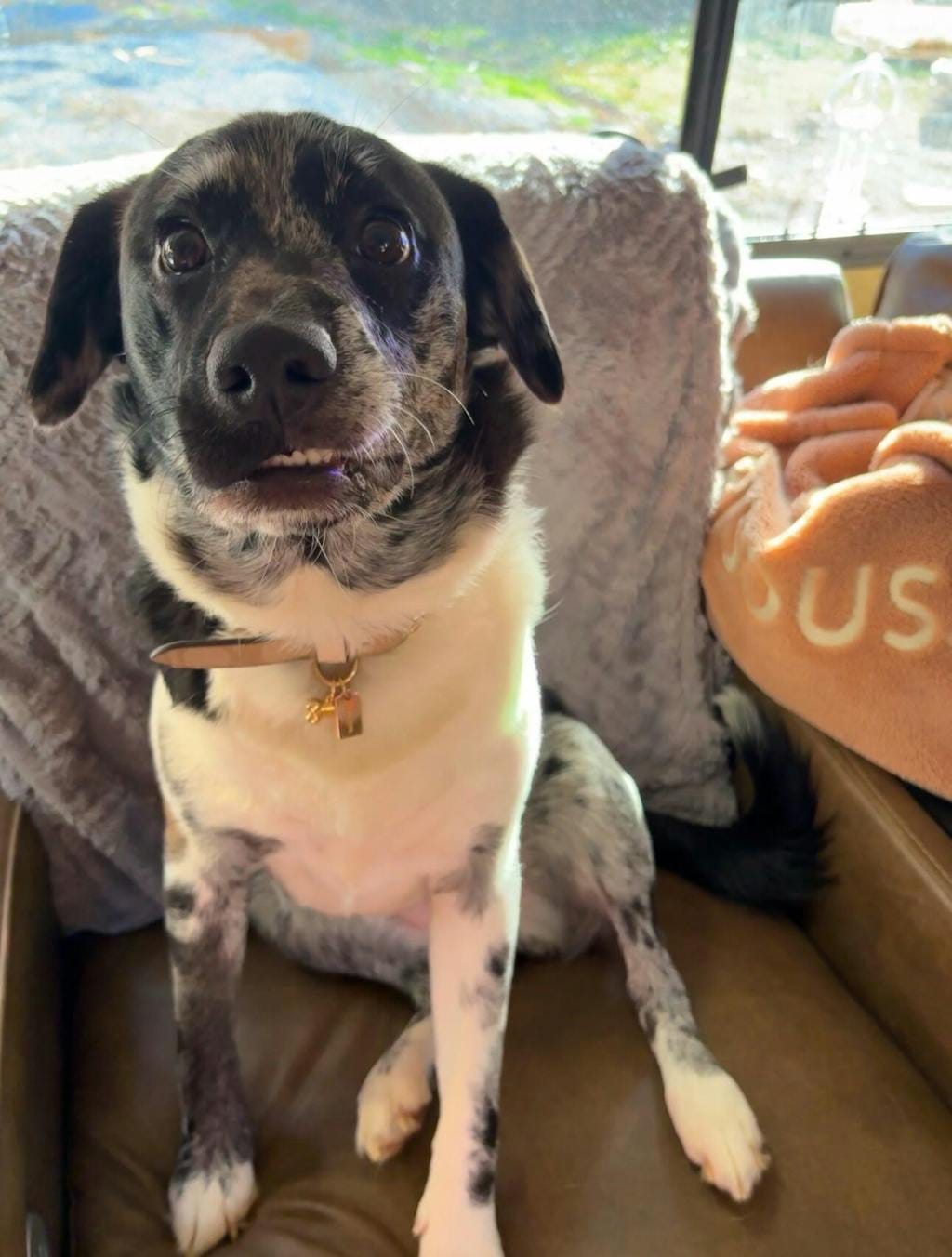 Customer photo review of Mystichot Custom Embroidered Pet Sweatshirt