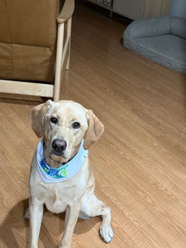 Customer's yellow Labrador, mentioned in the review, sitting on a wood floor wearing a bandana.