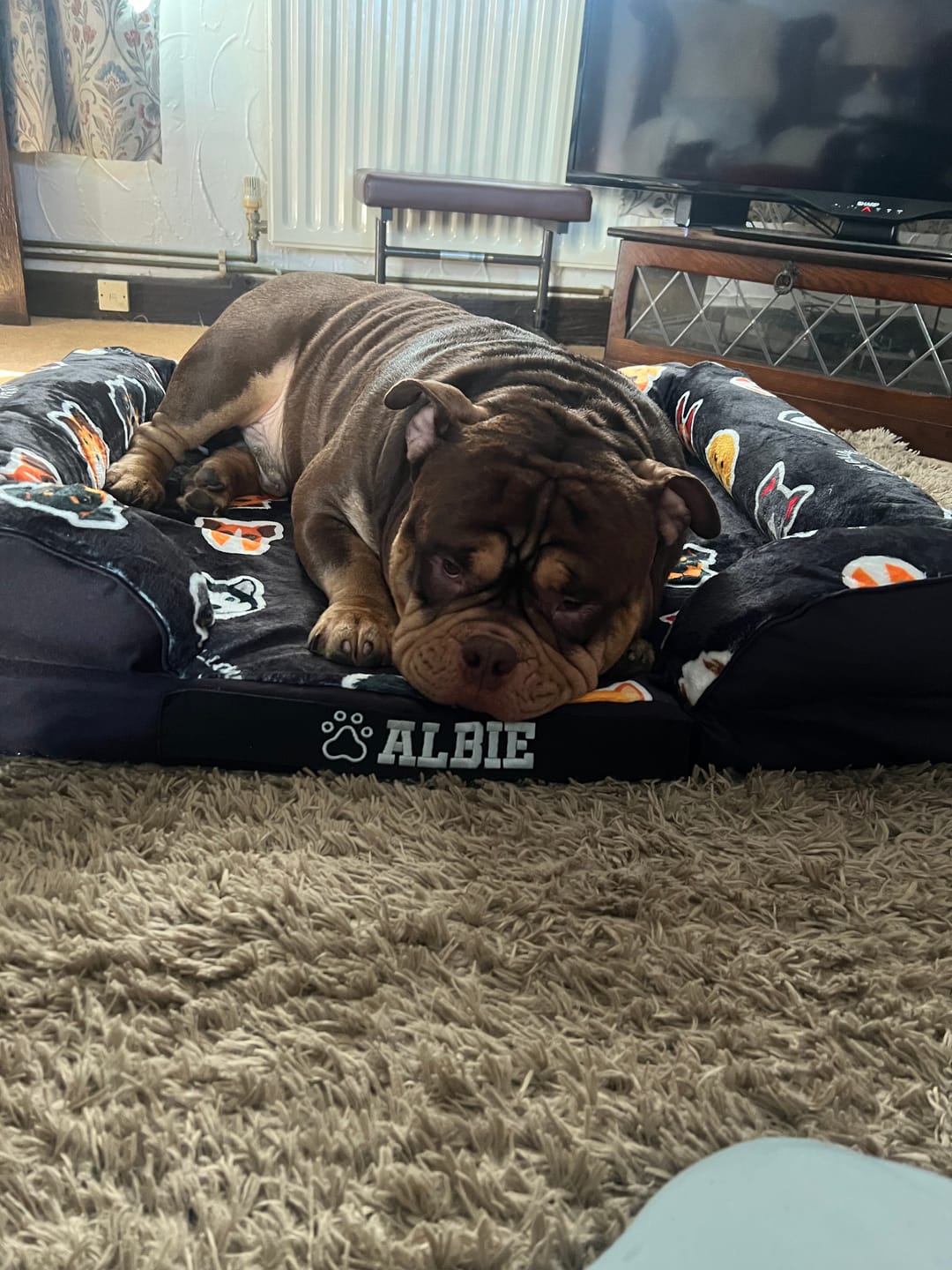 Customer photo review of Luxury Dog Bed - Black Edition | Add your dogs name