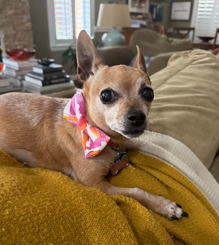 Customer photo review of Rainbow Stripes & Hearts Pride Dog Bow Tie and Cat Bow Tie