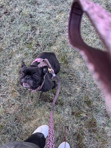 Customer photo review of Collar - Leopard Print