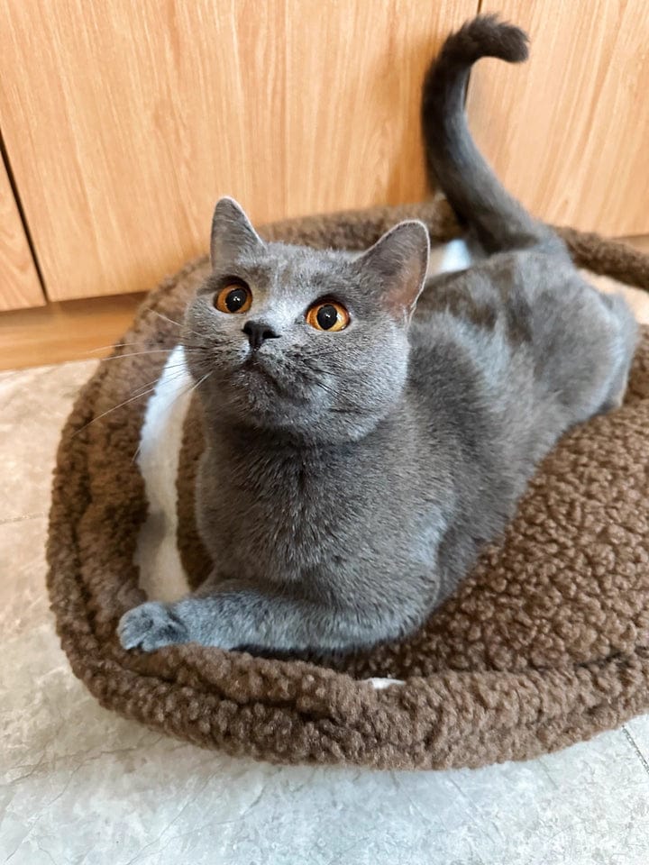 Customer photo review of Semi-Enclosed Dual-Mode Shell Cat Bed