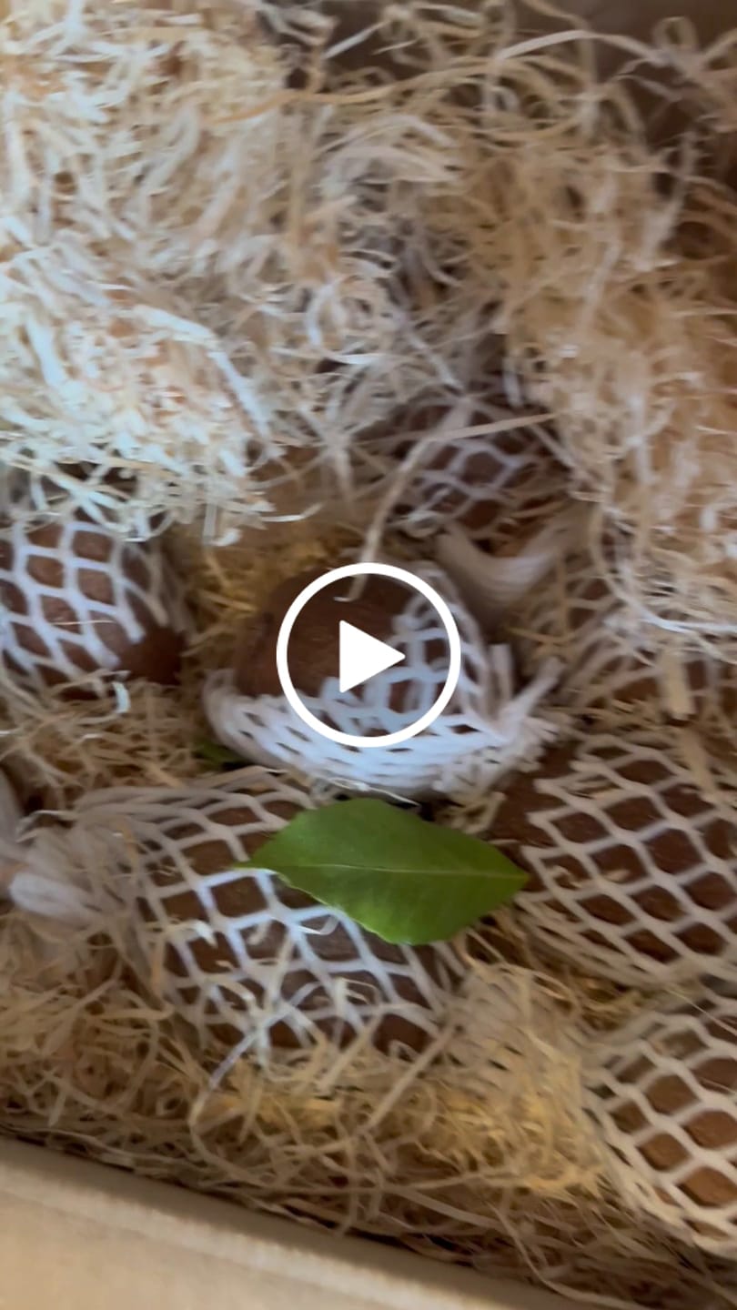 Customer video review of Sapote Purple (Zapote Morado)