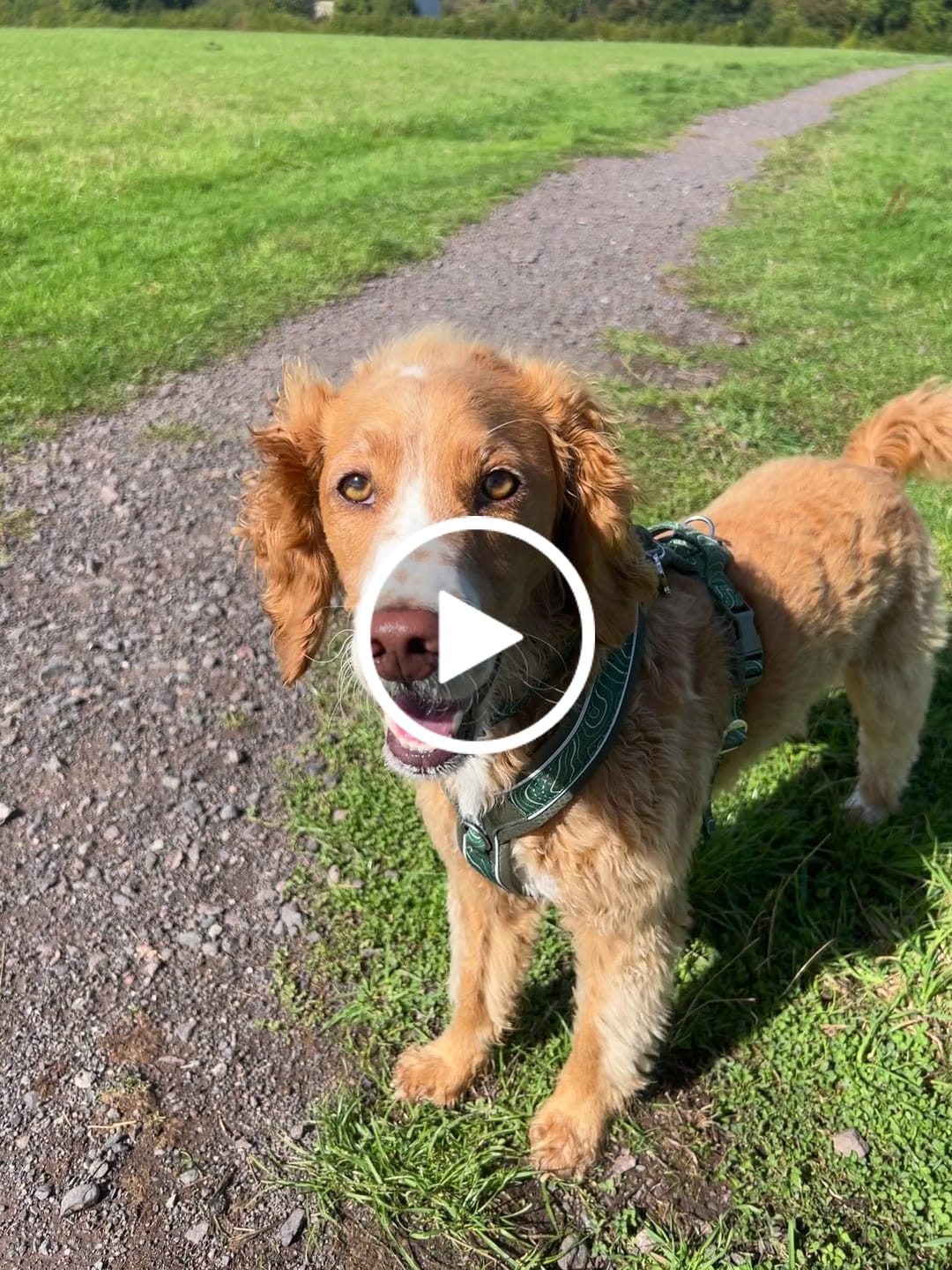 Customer video review of Apex® Harness