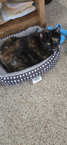 Customer photo review of 2x Blisso Advanced Cat Probiotic | Cat Probiotic for Diarrhea & Kidney Support