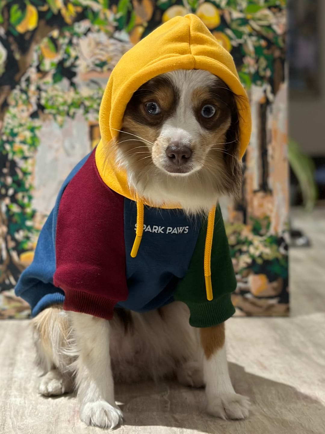 Customer photo review of Primary Color Block Dog Hoodie