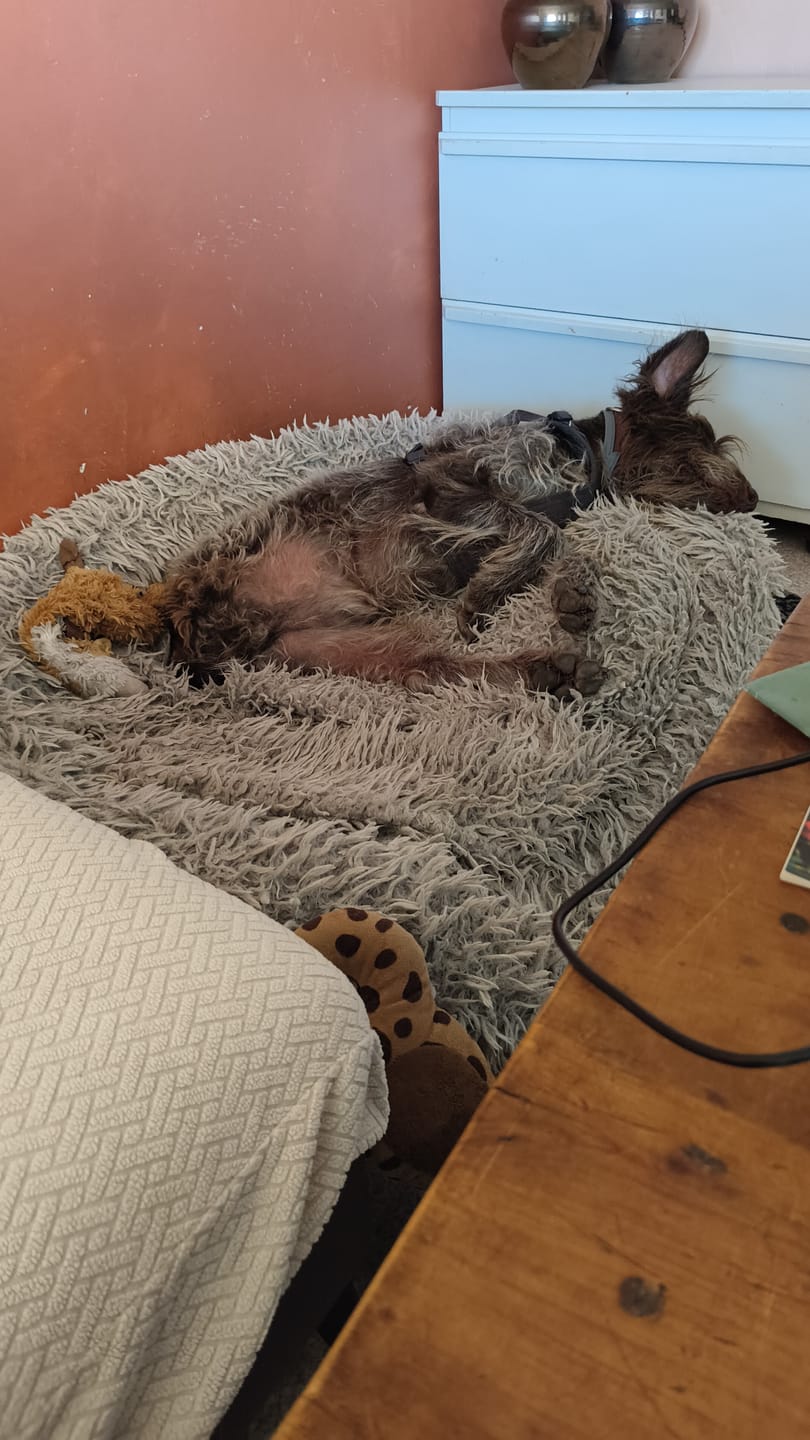 Customer photo review of Croquettes Volaille & Légumes - Chien Sénior