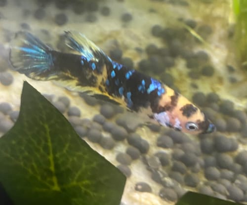 Customer photo review of Female Betta Fish Koi Yellow Galaxy