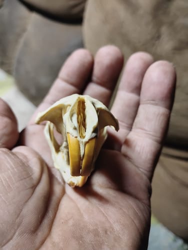 Customer photo review of Sugar Shake - 1oz