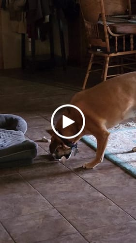 Customer video review of Smoked Beef Marrow Bone