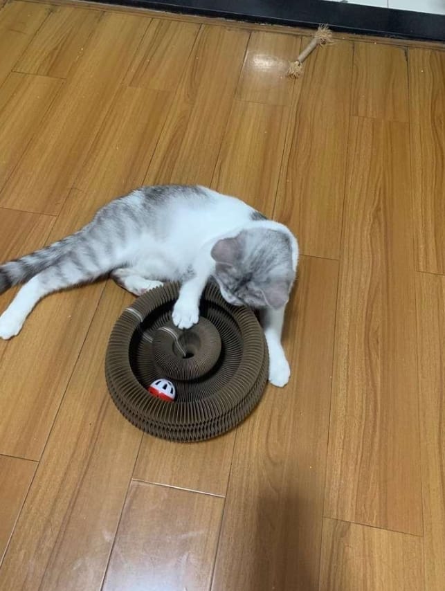 Customer photo review of Pawflex™ Paw Relief