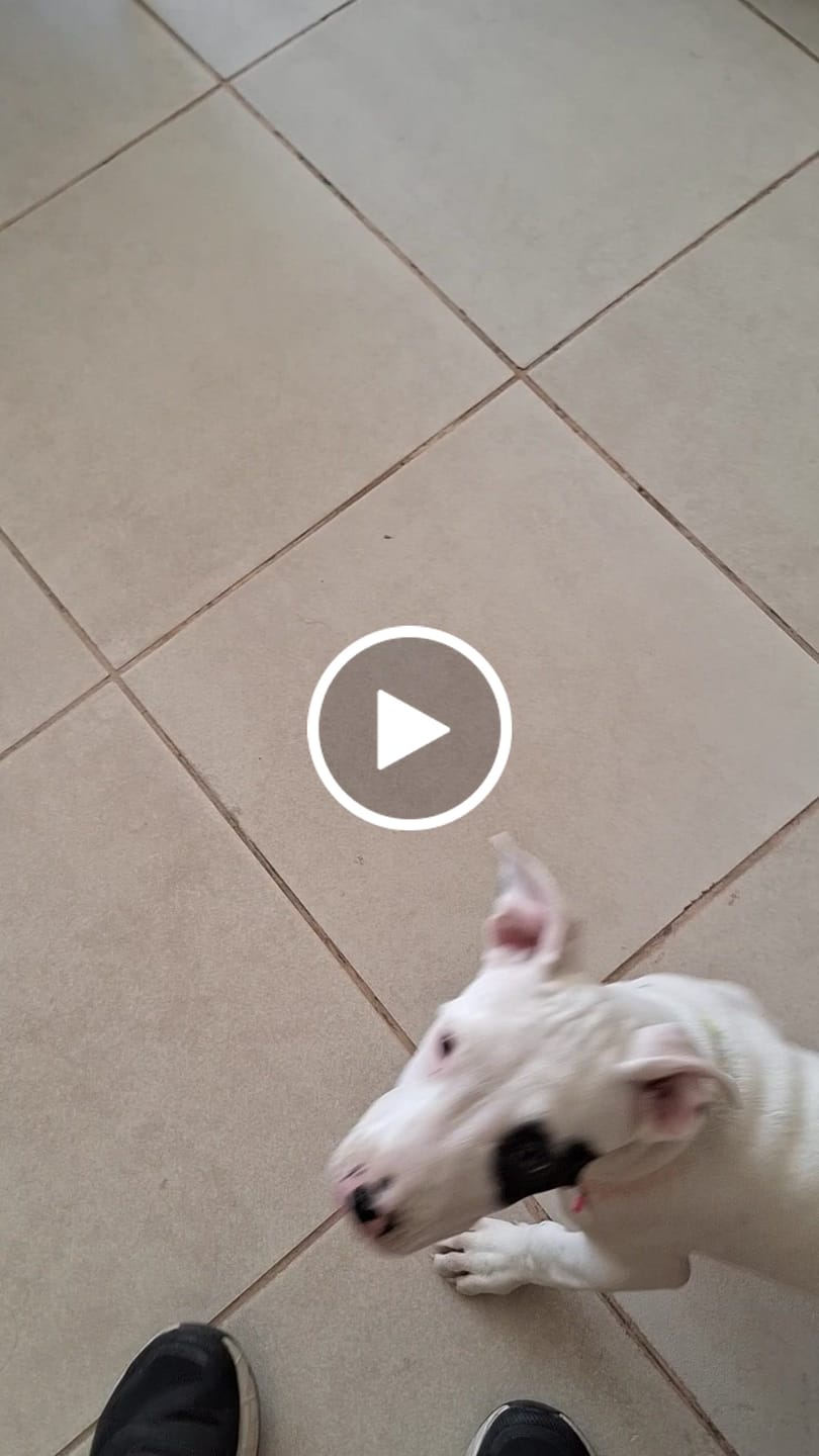 Customer video review of Oreja de cerdo