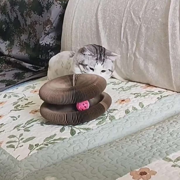 Customer photo review of Pawflex™ Paw Relief