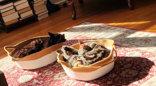 Customer photo review of Instinct Basket | Meet the first research-backed natural territory for indoor cats