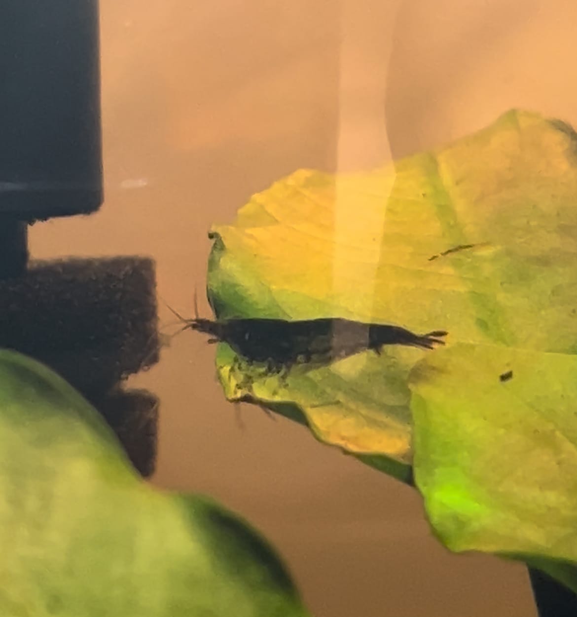 Customer photo review of Green Jade Shrimp