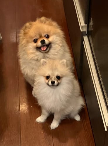 Customer photo review of FunFunPet 高機能ハーネス（お名前タグ作成サービス付き）