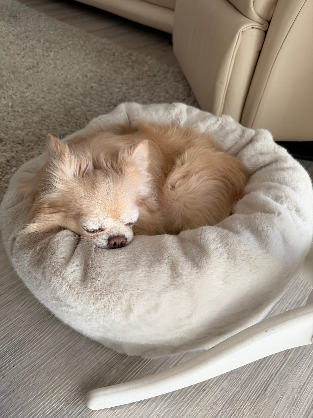 Customer photo review of Perro Durmiendo Cloud donut - hundeseng til de aller minste