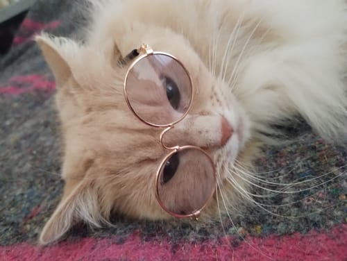 Customer photo review of CT7134 1 Pieza De Lentes Para Mascota