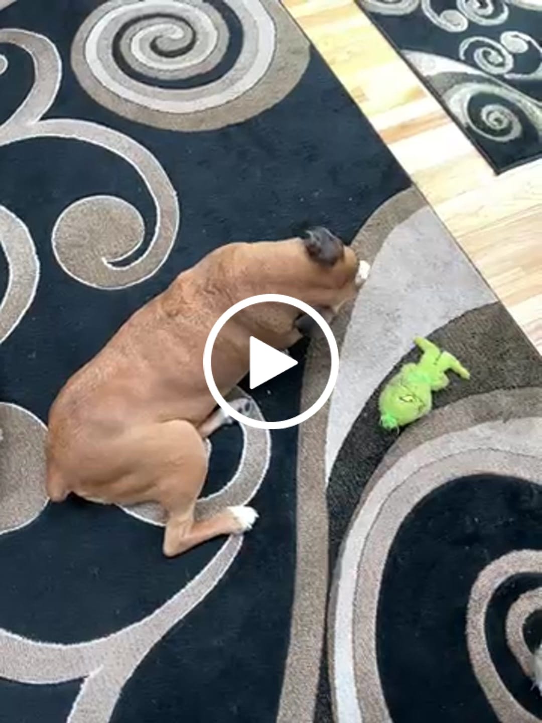Customer video review of Large Dog Valentine's Day Love Bundle II (4x 5oz Jerky Bags + 4x LARGE Smoked Marrow Bones)