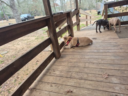 Customer photo review of Runtz x Grease Monkey - 4 Grams - Indica