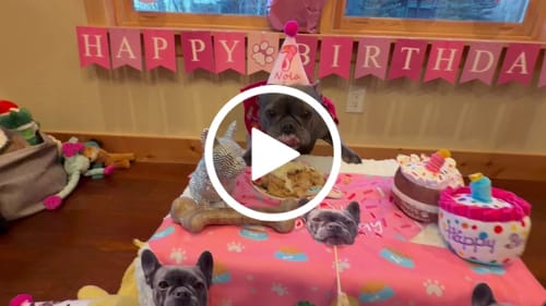 Customer video review of Lite Personalized Dog Party Pack