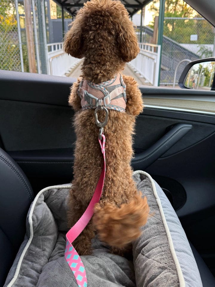 Customer photo review of Colorful Car Seat Belt Pet Leash