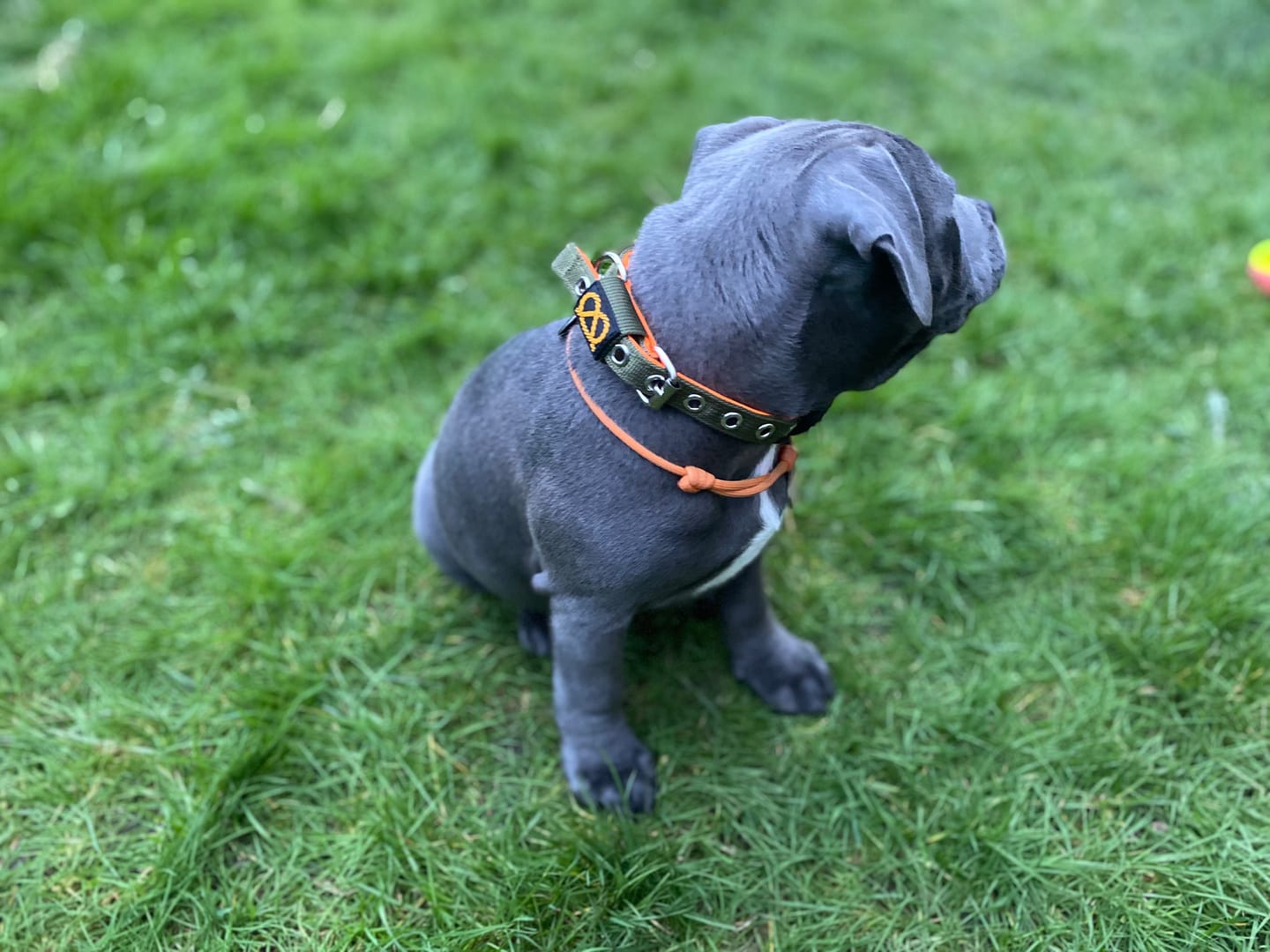 Customer photo review of Staffordshire Bull Terrier 1935® Puppy Collar & Leash Set - Stitch Edition - Green & Neon Orange
