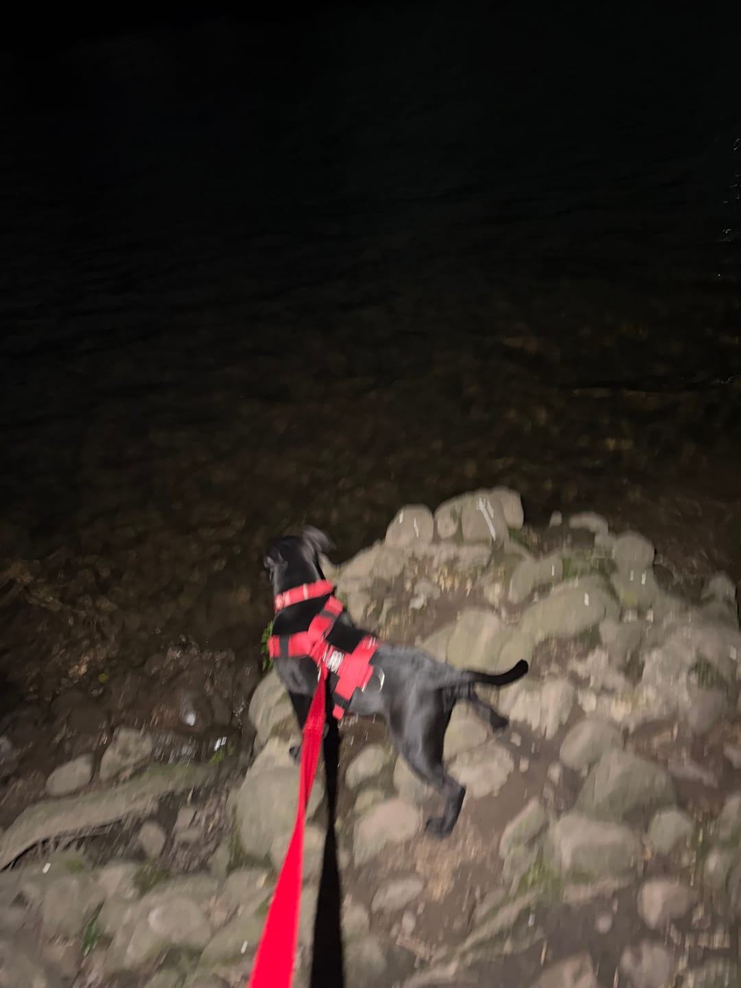 Customer photo review of Training Double Ended Dog Lead | 2m Length -  Red