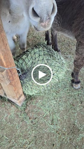 Customer video review of Hay Chix® Hoggle