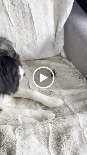 Customer video review of Long-Lasting Yak Chews — 4 Flavor Pack