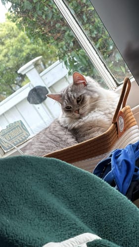 Customer photo review of Instinct Basket | Meet the first research-backed natural territory for indoor cats