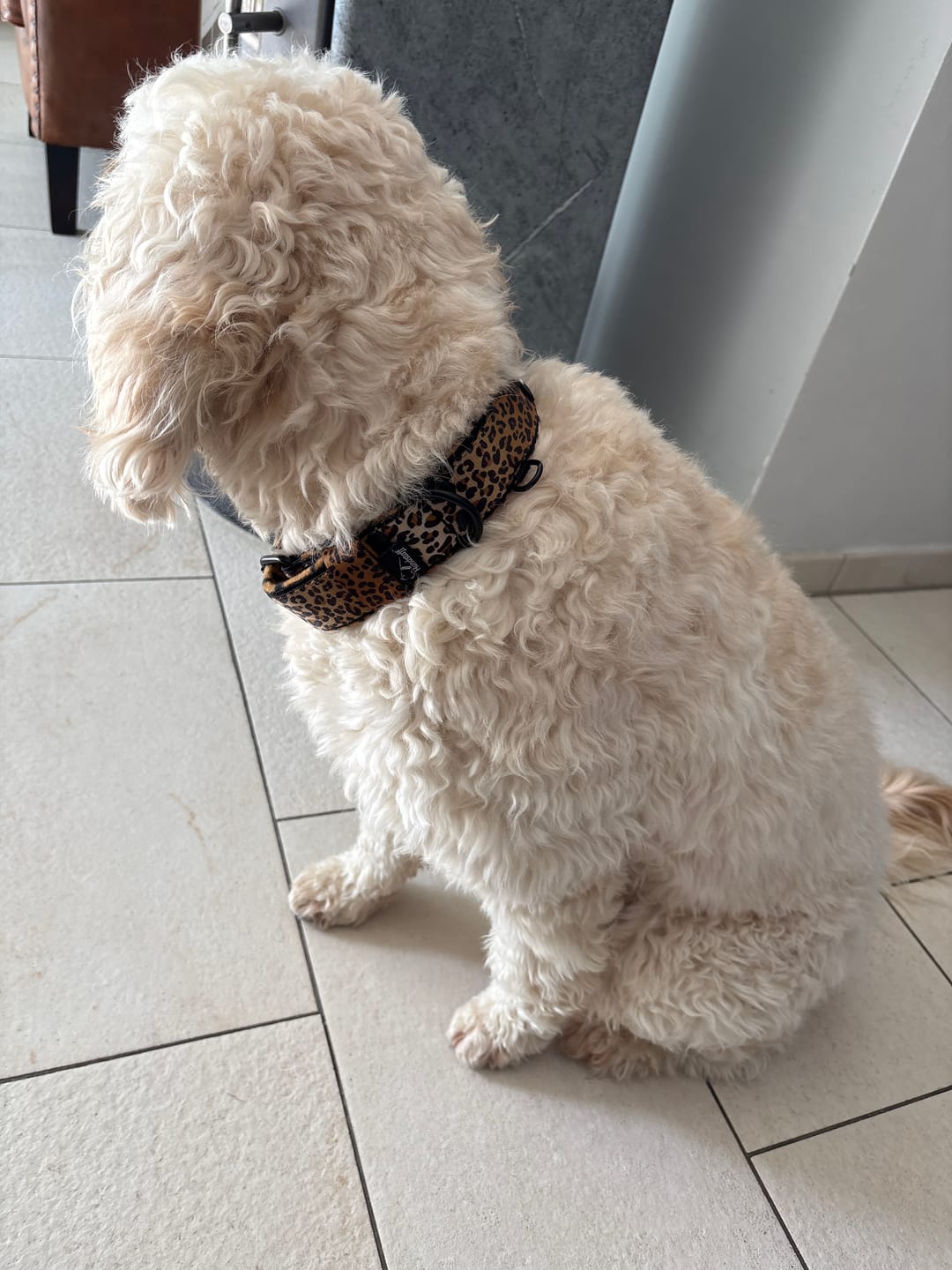 Customer photo review of Active Komfort Leopard - Brett slitstarkt hundhalsband med spänne