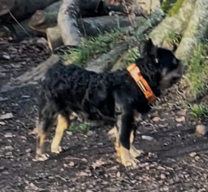 Customer photo review of 2.5cm Billowthane® Combat® Collar - With Handle, Waterproof & Rated Clip - Black