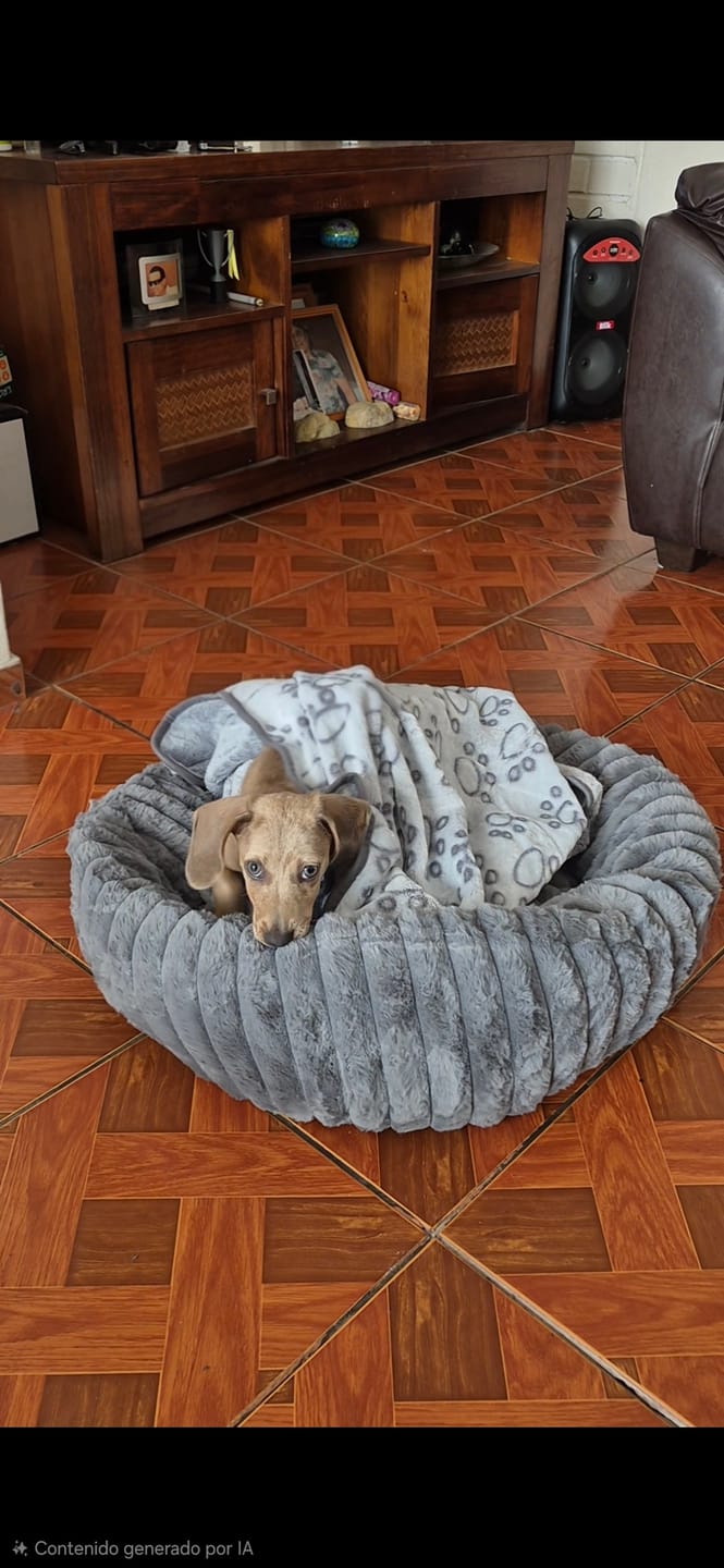 Customer photo review of Manta suave — Menos ansiedad