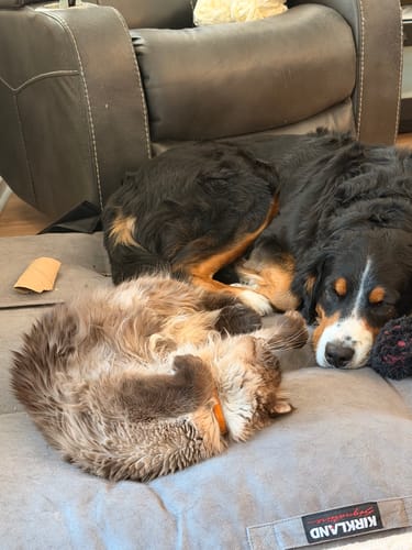 Customer photo review of Mystery Box - Dog