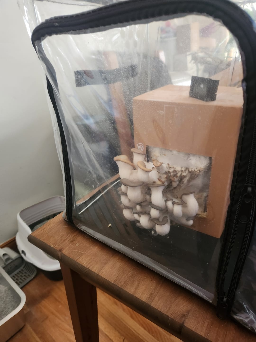 Customer photo review of Mushroom Grow Kits
