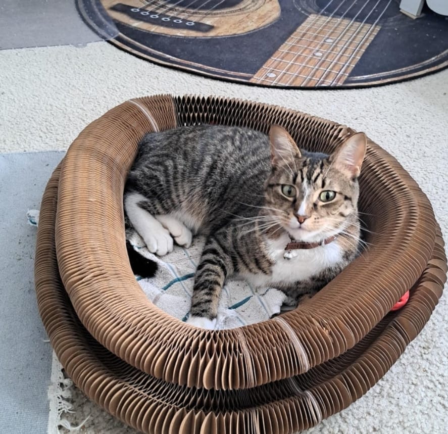 Customer photo review of Pawflex™ Paw Relief